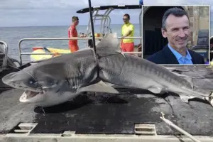 Vladimir Popov Shark Attack