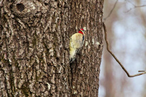Peckers Cutoff Oklahoma