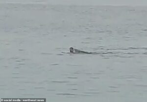 Vladimir Popov Shark Attack: Expert Analysis & Safety Guide