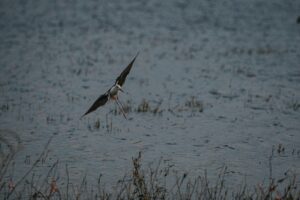 Gruvbox Phone Android Download